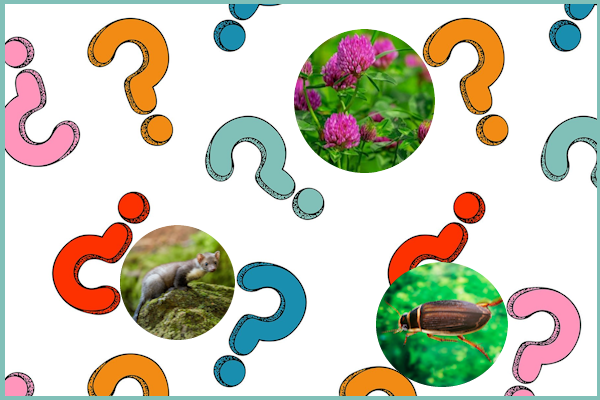 Poznávačka přírodnin